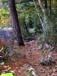 Steintrail